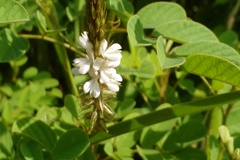 Indigofera hirsuta